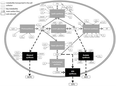 The paradoxes hidden behind the Droop model highlighted by a metabolic approach